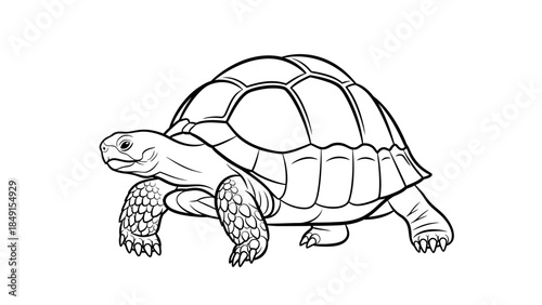 Elegant Line Drawing of a Tortoise with Detailed Shell and Limbs for Coloring or Illustration
