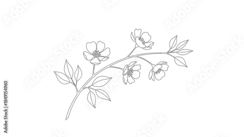 Delicate line drawing of a flowering plant branch with blooming flowers and leaves artistic