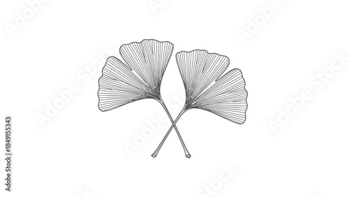Minimalist monochrome illustration of two ginkgo leaves crossing each other with detailed vein