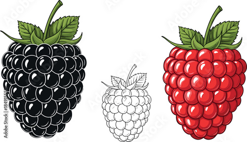 Blackberry and raspberry fruit vector illustration set with colorful berries and outline sketch for kitchen decor or coloring page