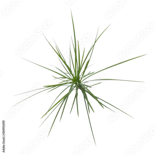 Green plant with long thin leaves isolated on a transparent background