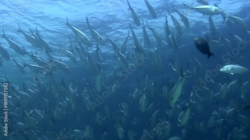 Observe schooling fish creating mesmerizing patterns in the blue waters off Sipadan Island, Indonesia. Witness the underwater ballet as they swim together near the reef.