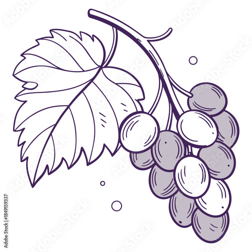 Illustrated cluster of grapes with leaf