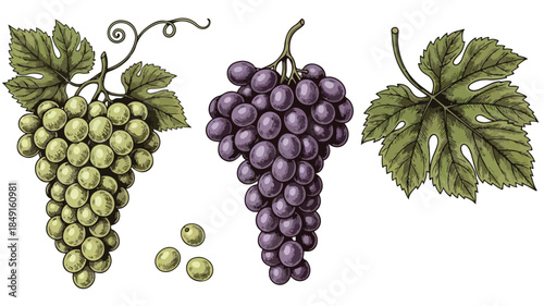 Illustration of green and purple grapes with leaves on white background.