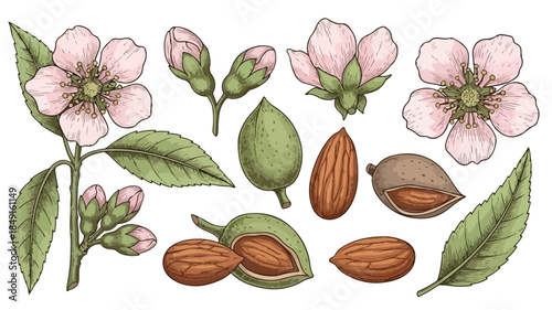 Illustration of pink flowers, green leaves, and various stages of almonds in their shells on a white background.