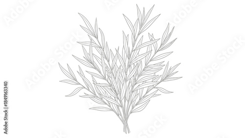 Detailed botanical sketch illustrating various elongated leaves and branching stems in monochrome