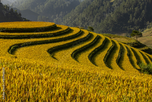 View of golden terraces cascade down the hillside, a symphony of agriculture and nature's artistry under the vast sky, Yen Bai, Vietnam.