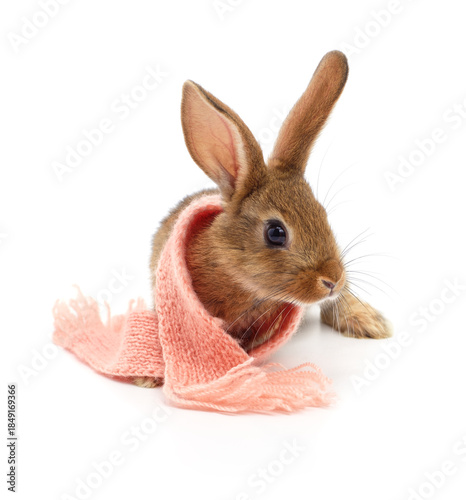 Cute brown bunny in pink knitted scarf isolated on white.