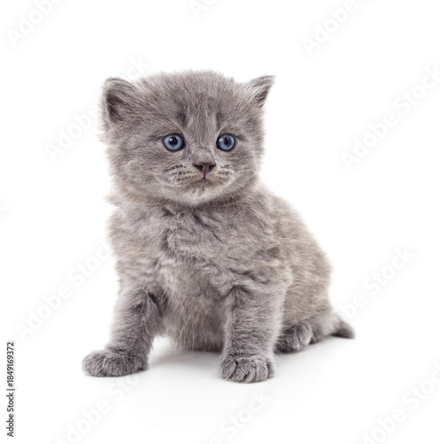 Small grey kitten isolated on white background.