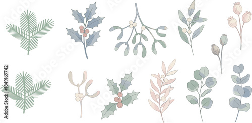 Winter botanical elements set with pine branches, holly, mistletoe, eucalyptus and berries, soft pastel hand drawn vector illustration