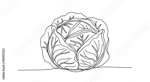 Elegant single line drawing of a fresh cabbage, showcasing its layered leaves and organic form Vector