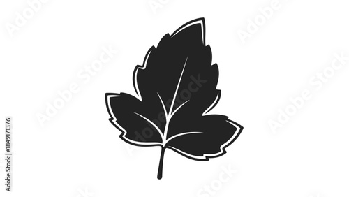 Minimalist black and white silhouette of a detailed maple leaf with bold outline design for nature