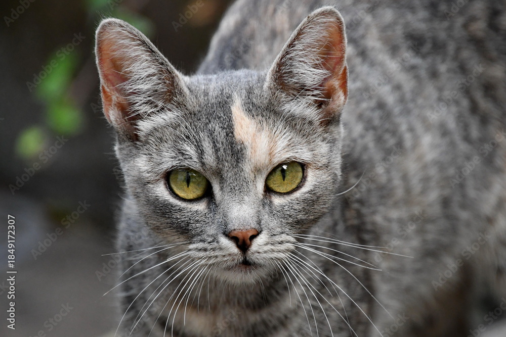 Fototapeta premium Close up portrait of a cat