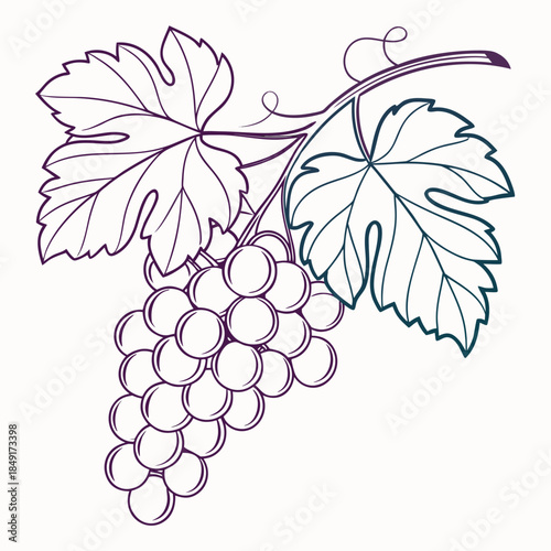 Illustrated cluster of grapes