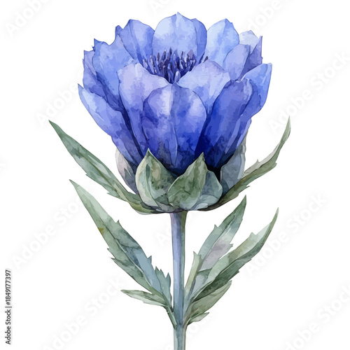 Centaurea Flower, delicate painting watercolor vector with vivid brush accents, isolated on a white background.