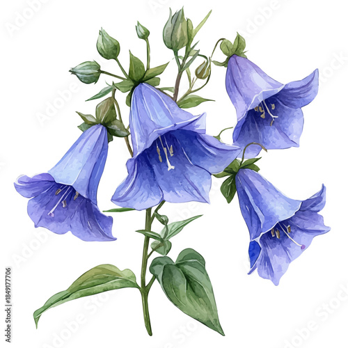 Canterbury Bells Flower, charming vector painting in watercolor with whimsical textures, isolated on a white background.