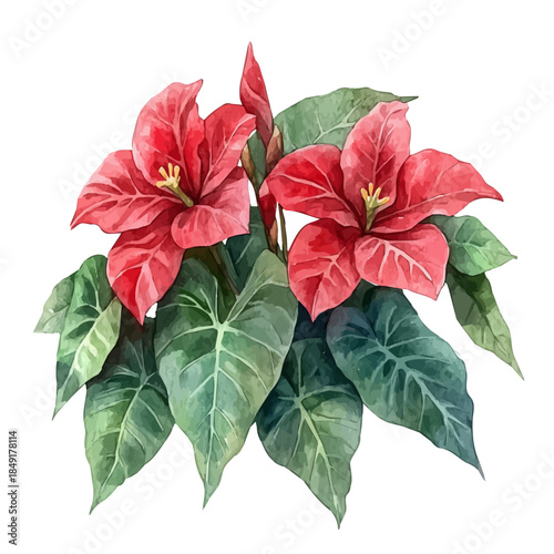 Caladium Flower, delicate painting watercolor vector with vivid brush accents, isolated on a white background.