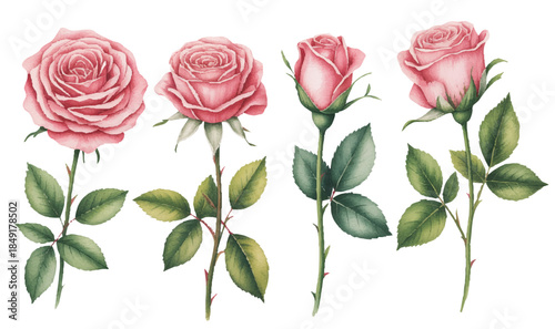 Soft pink roses with natural leaves painted in a delicate watercolor style.