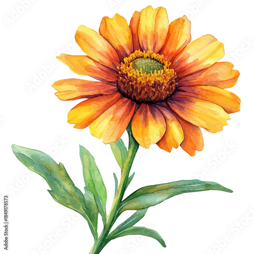 watercolor of Blanket Flower draw, isolated on a white background.