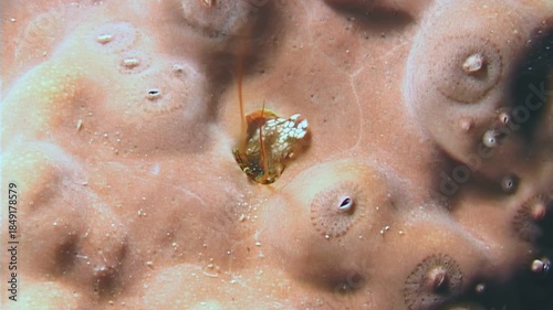 Small crabs, shrimps, and tiny crustaceans are observed moving through the complex ecosystem of coral burrows as they search for food and shelter in the underwater world.