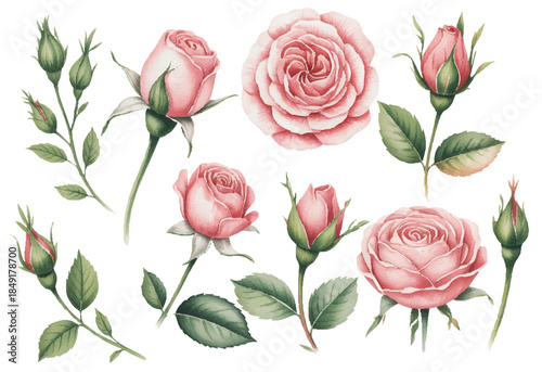 Hand painted blooming pink rose flowers and buds with gentle green foliage.