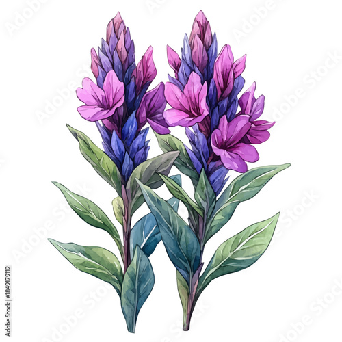 Balsam Flower, elegant watercolor vector painting with refined details, isolated on a white background.