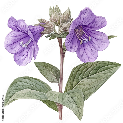 Balsam Flower, graceful vector watercolor painting with soft flowing strokes and subtle highlights, isolated on a white background.