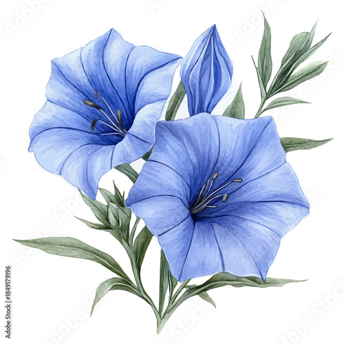 watercolor of Balloon Flower draw, isolated on a white background.