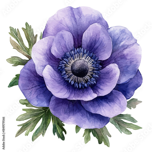watercolor of Anemone Flower draw, isolated on a white background.
