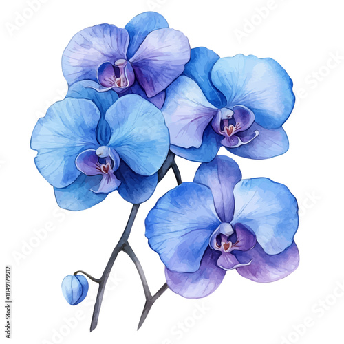 Orchid Flower, graceful vector watercolor painting with soft flowing strokes and subtle highlights, isolated on a white background.