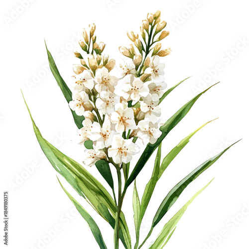 Lomandra Flower, graceful vector watercolor painting with soft flowing strokes and subtle highlights, isolated on a white background.