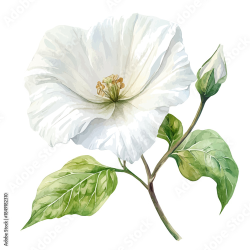 Houttuynia Flower, vibrant painting vector in watercolor style with playful brushwork and lively colors, isolated on a white background.