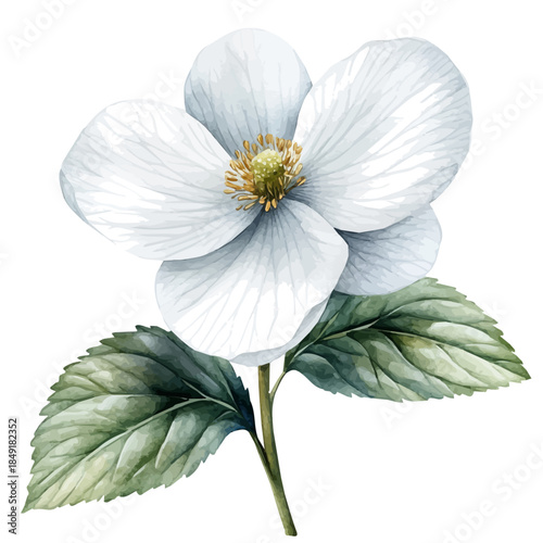 Houttuynia Flower, delicate painting watercolor vector with vivid brush accents, isolated on a white background.