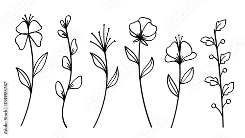 Minimalistic Line Drawing of Flower Stems.Vector illustration