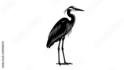 Elegant Black Heron Bird Standing Silhouette, Isolated White Background.