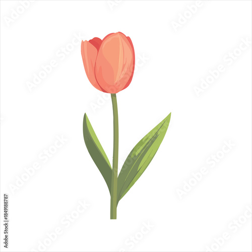 pink tulip isolated on white