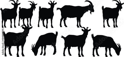 Collection of domestic goat silhouettes in various poses including grazing and standing, livestock farm animal silhouettes set, rustic agriculture vector illustration design,