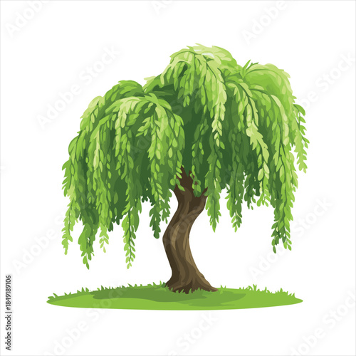 vector Lush weeping willow tree