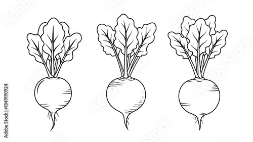 Three beet plants with root vegetables in a simple line art silhouette