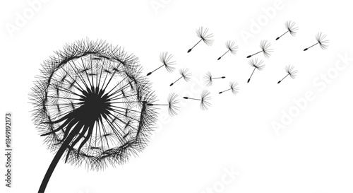 A beautiful and delicate silhouette of a dandelion flower with its seeds being carried away by the gentle summer wind.
