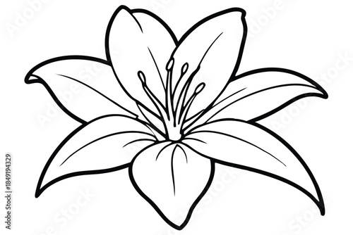 lily silhouette line art vector illustration
