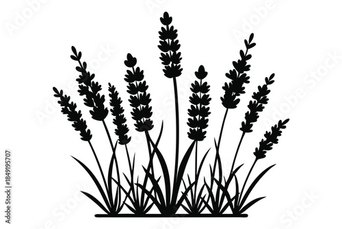 lavender silhouette line art vector illustration