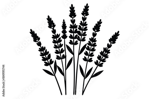 lavender silhouette line art vector illustration