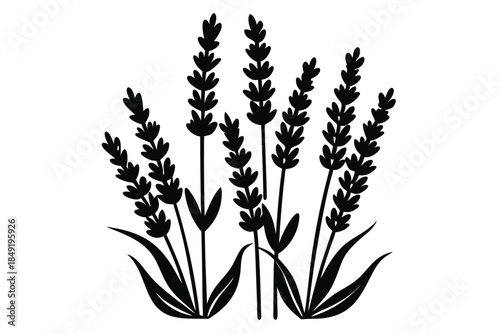 lavender silhouette line art vector illustration