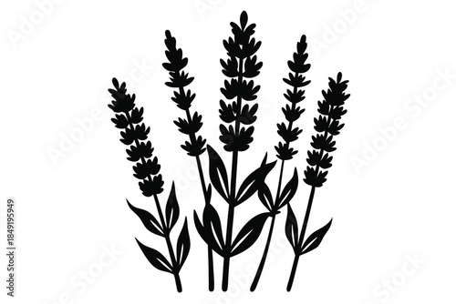 lavender silhouette line art vector illustration