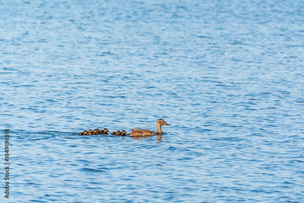 Obraz premium A family of ducks, a duck and its little ducklings are swimming in the water. The duck takes care of its newborn ducklings. Mallard, lat. Anas platyrhynchos