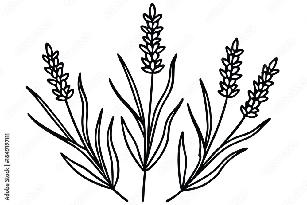 Fototapeta premium lavender silhouette line art vector illustration