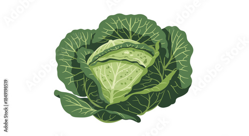 A fresh and detailed illustration of a whole head of green cabbage with crisp, textured leaves, for healthy food designs.