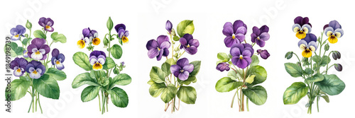 Watercolor pansy flower illustrations in purple and yellow on white