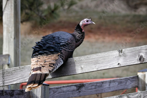  Large turkey sits on the fence.